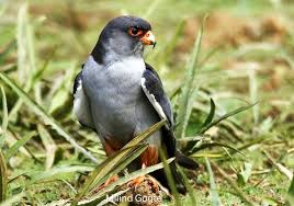 Image result for Falco amurensis