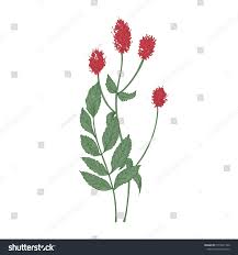 Attēlu rezultāti vaicājumam “Sanguisorba officinalis leaf”