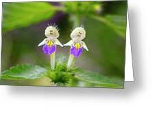 Attēlu rezultāti vaicājumam “Galeopsis speciosa”