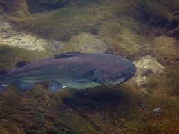 Image result for Ameiurus catus