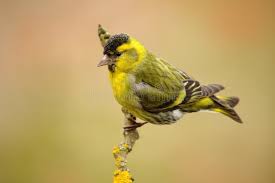 Attēlu rezultāti vaicājumam “Carduelis spinus”