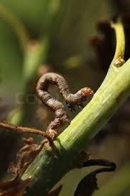 Attēlu rezultāti vaicājumam “Acronicta aceris larva”