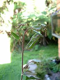 Attēlu rezultāti vaicājumam “Atriplex patula”