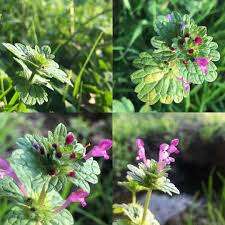 Attēlu rezultāti vaicājumam “Lamium amplexicaule”