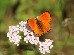 Attēlu rezultāti vaicājumam “Lycaena virgaureae underside”