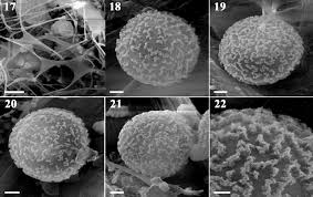 Attēlu rezultāti vaicājumam “Diderma montanum macro”