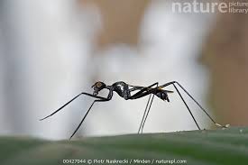 Attēlu rezultāti vaicājumam “Micropezidae”