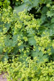 Image result for Alchemilla mollis