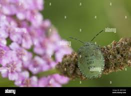 Attēlu rezultāti vaicājumam “Palomena prasina nymph”