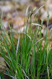 Attēlu rezultāti vaicājumam “Carex pilulifera”