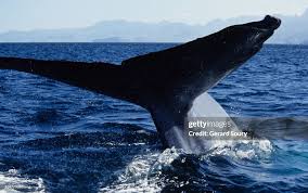 Image result for Balaenoptera musculus
