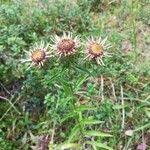 Attēlu rezultāti vaicājumam “Carlina biebersteinii flower”