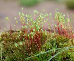 Attēlu rezultāti vaicājumam “Polytrichum commune sporophyte”