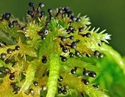 Attēlu rezultāti vaicājumam “Diachea muscorum macro”