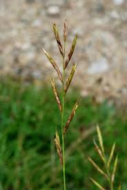 Attēlu rezultāti vaicājumam “Brachypodium pinnatum”