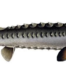 Image result for Acipenser desotoi