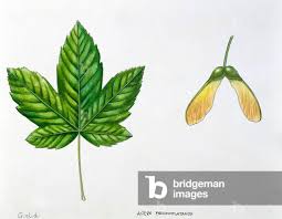 Attēlu rezultāti vaicājumam “Acer pseudoplatanus fruit”