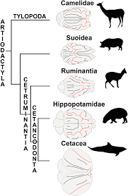Attēlu rezultāti vaicājumam “Artiodactyla”