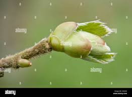 Attēlu rezultāti vaicājumam “Corylus avellana bud”