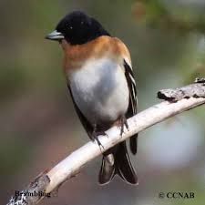 Attēlu rezultāti vaicājumam “Fringilla montifringilla male”