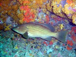Image result for Epinephelus costae