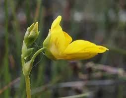 Attēlu rezultāti vaicājumam “Utricularia intermedia bud”