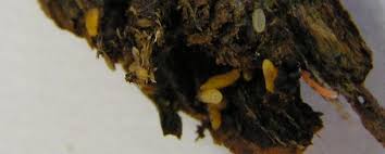 Attēlu rezultāti vaicājumam “Lasioptera rubi larva”