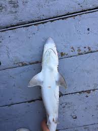 Image result for Rhizoprionodon longurio