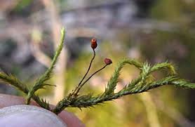 Attēlu rezultāti vaicājumam “Serpoleskea subtilis sporophyte”