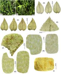 Attēlu rezultāti vaicājumam “Oxyrrhynchium hians var. rigidum”