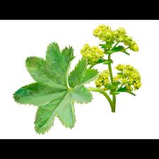 Image result for Alchemilla vulgaris