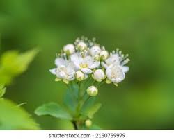 Attēlu rezultāti vaicājumam “Spiraea chamaedryfolia flower”