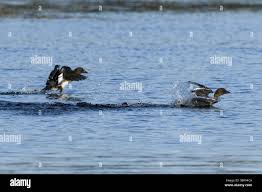 Attēlu rezultāti vaicājumam “Bucephala clangula juvenile”