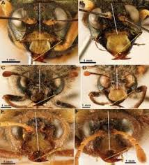 Attēlu rezultāti vaicājumam “Cimbex femoratus imago”