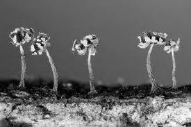 Attēlu rezultāti vaicājumam “Tubifera dudkae young”