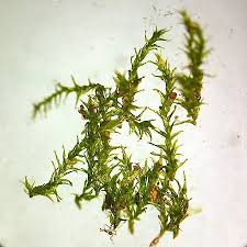 Attēlu rezultāti vaicājumam “Plagiothecium latebricola”