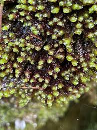 Attēlu rezultāti vaicājumam “Scapania undulata”