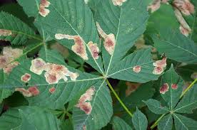 Attēlu rezultāti vaicājumam “Cameraria ohridella”