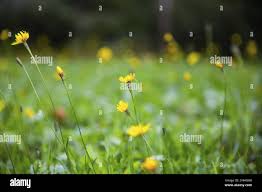 Attēlu rezultāti vaicājumam “Leontodon autumnalis  flower”