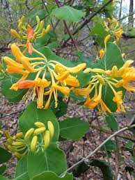 Attēlu rezultāti vaicājumam “Caprifoliaceae”