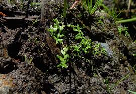 Attēlu rezultāti vaicājumam “Callitriche verna”
