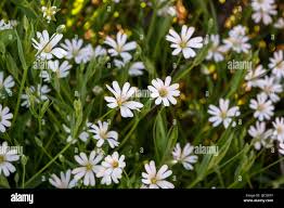 Attēlu rezultāti vaicājumam “Stellaria palustris leaf”