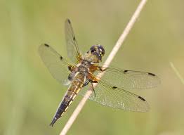 Attēlu rezultāti vaicājumam “Libellula quadrimaculata larva”