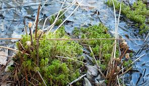 Attēlu rezultāti vaicājumam “Sphagnum girgensohnii”