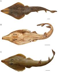 Image result for Rhinobatos rhinobatos