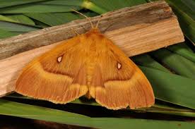 Attēlu rezultāti vaicājumam “Lasiocampa quercus imago”