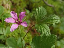 Attēlu rezultāti vaicājumam “Rubus arcticus”