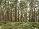 Conifer plantation, Roydon - via Daymix