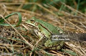 Attēlu rezultāti vaicājumam “Pelophylax adult”