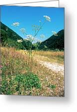 Attēlu rezultāti vaicājumam “Peucedanum oreoselinum flower”